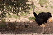 Daddy ostrich with babies