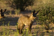 Bat eared fox