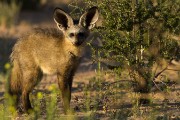 Bat eared fox