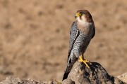 Lanner falcon