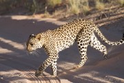 Leopard Mashudu-Mier's cub