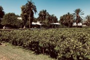 Vineyard at our River Manor Resort - Colombard...