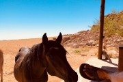 Day #40 & #41 - horses at our Eagle's Nest Chalet