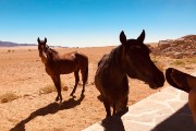 Day #40 & #41 - horses at our Eagle's Nest Chalet