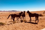 Day #40 & #41 - horses at our Eagle's Nest Chalet