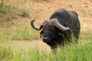 African buffalo