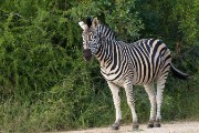 Plains zebra