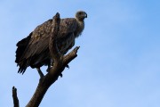 White-backed vulture