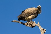 White-backed vulture