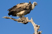 White-backed vulture