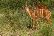 Nyala