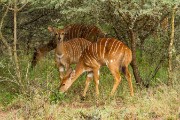 Nyala