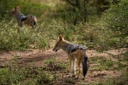 Black-backed jackal