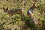 Black-backed jackal