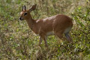 Steenbok