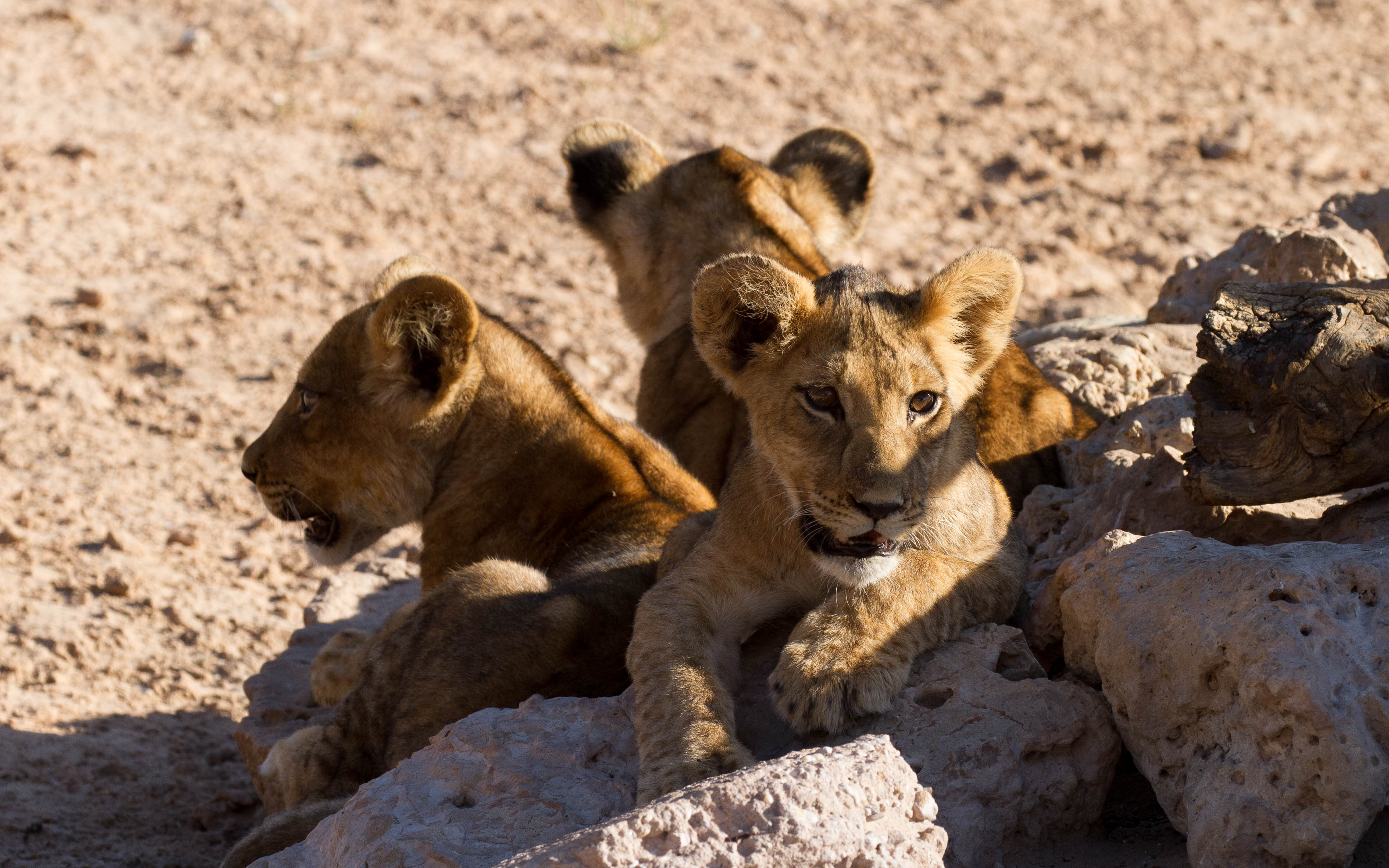 Three Lion Cubs