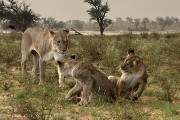 pride of lions loving the wind and rain, going wild