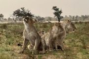 pride of lions loving the wind and rain, going wild