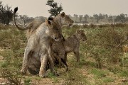 pride of lions loving the wind and rain, going wild
