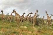 giraffes
