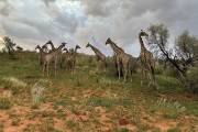 giraffes