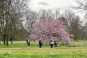 Cherry  blossom time in London and not on our itinerary.