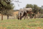 Grazing animals in the field around our first lodge, Jensen's