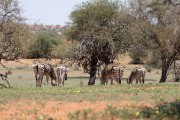 Grazing animals in the field around our first lodge, Jensen's