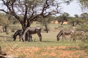 Grazing animals in the field around our first lodge, Jensen's