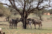 Grazing animals in the field around our first lodge, Jensen's