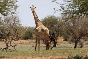 Grazing animals in the field around our first lodge, Jensen's