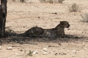 Cheetah