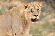 young male lion