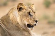 young male lion