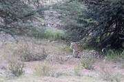 leopard