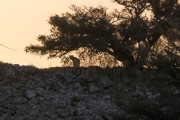 leopard with small cub to the right of Mom
