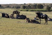 Wildebeest