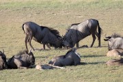 Wildebeest sparing