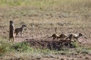 meerkats