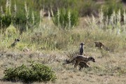 meerkats