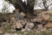 leopard Anu