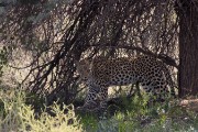 leopard Miera