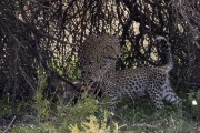 leopard Miera and Anu