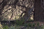 leopard cub Anu