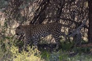 Leopard Mom and Anu trying to play