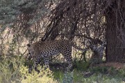 leopard Mom and cub