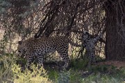 leopard Mom and cub