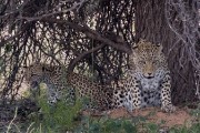 leopard Mom and cub