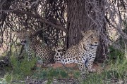 leopard Mom and cub