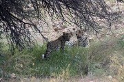 leopard Mom and cub